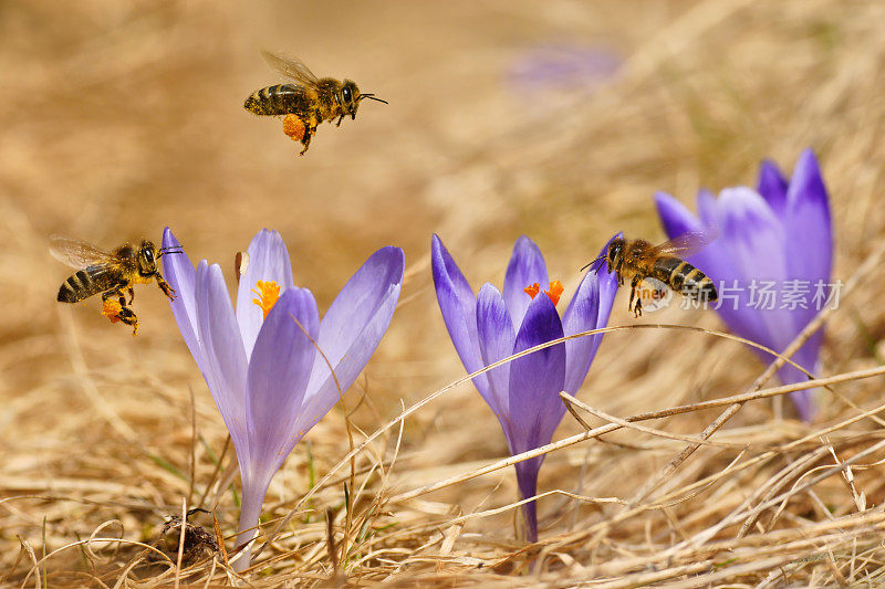 蜜蜂(Apis mellifera)，蜜蜂飞过番红花